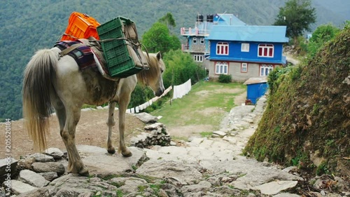 White horse standing on the stairs and eating grass.