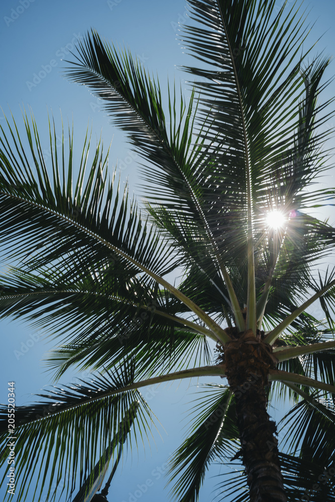 Fototapeta premium The sun is pointing to a palm tree overhead
