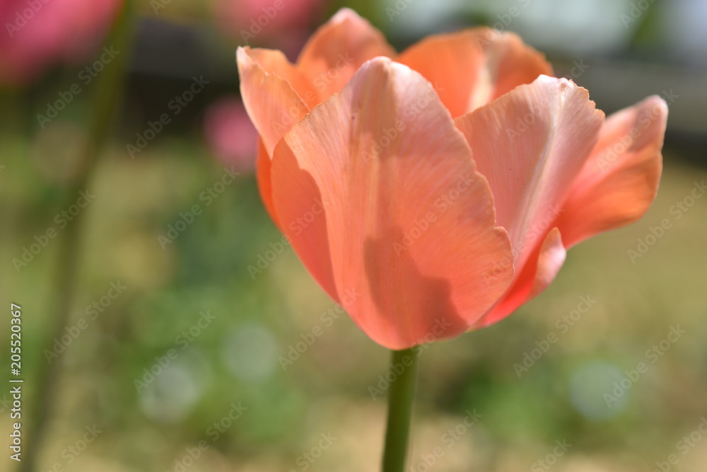 Naklejka premium チューリップ