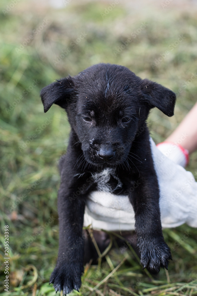 Obraz premium A volonteer is holding a homeless puppy. Abandoned puppy from a shelter hopes to find its new home. Black pup is looking to the camera