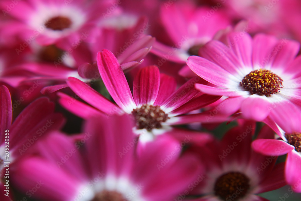 Obraz premium floral background. bright flowers.