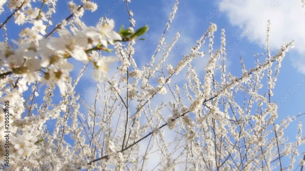Apricot tree blossom Apricot tree blossom