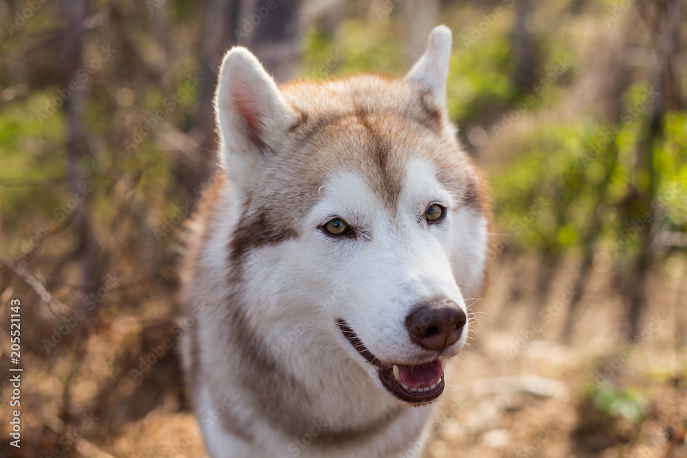 Close-up portrait of cute dog breed siberian husky in the forest on a sunny day. Image of friendly dog looks like a wolf