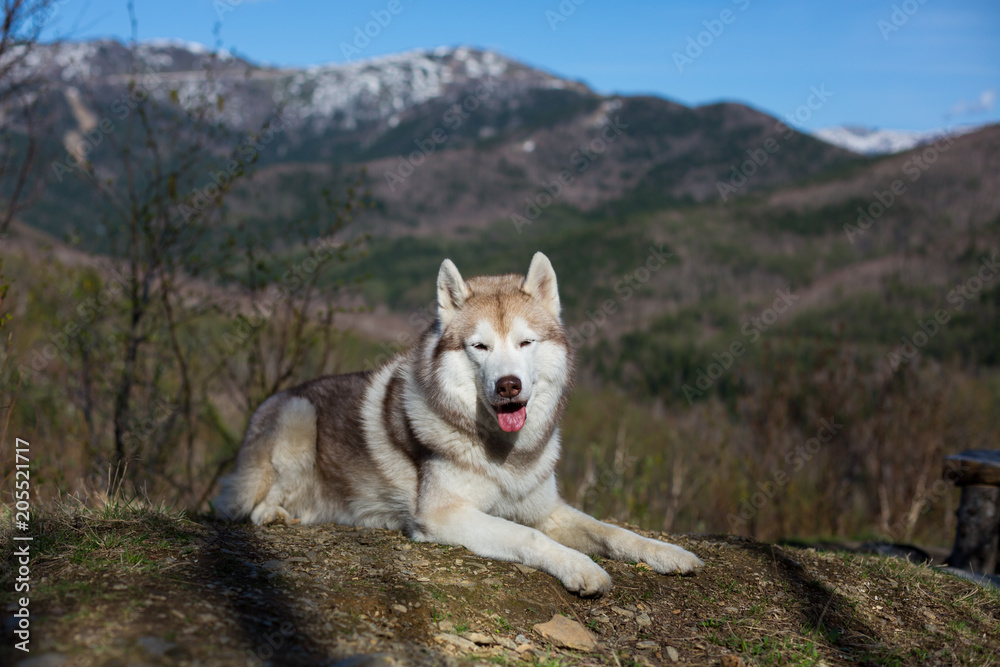 Portrait of gorgeous beige and white Siberian Husky dog lying in the forest on blue sky and mountains background.
