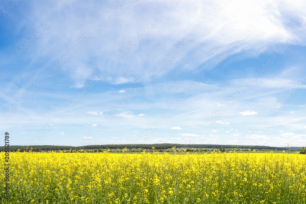 Field of beautiful springtime golden flower of rapeseed with blue sky, canola colza in Latin Brassica napus with rural road and beautiful cloud,  rapeseed is plant for green industry