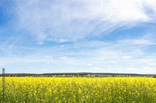 Field of beautiful springtime golden flower of rapeseed with blue sky, canola colza in Latin Brassica napus with rural road and beautiful cloud, rapeseed is plant for green industry