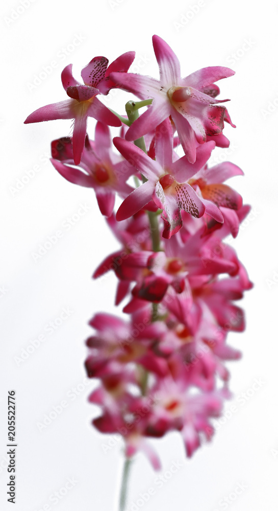 Fototapeta premium Synthetic Decorative Flowers