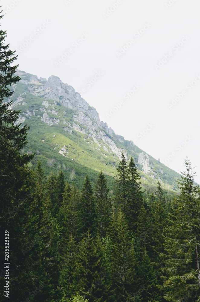 Obraz premium Dramatic moutains near forest