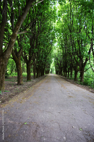 green summer park Ukraine