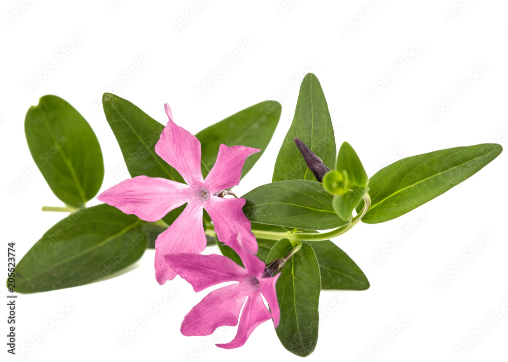 Obraz premium Pink flower of periwinkle, lat. Vinca, isolated on white background