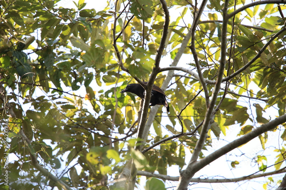 Halmahera Paradise-crow (Lycocorax pyrrhopterus) in Halmahera Island,Indonesia
Halmahera Paradise-crow (Lycocorax pyrrhopterus) in Halmahera Island,Indonesia