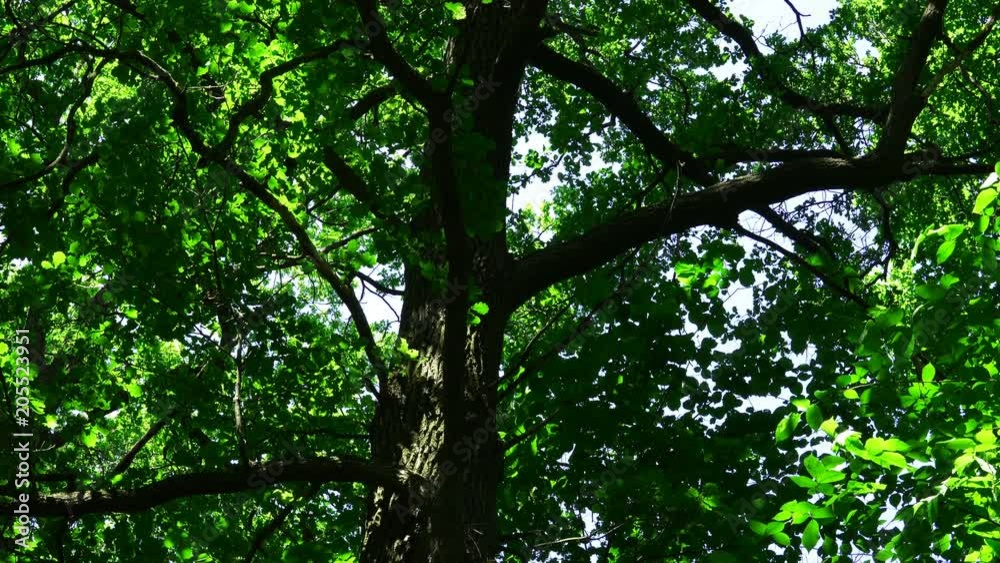 Sun Rays Among the Oak Branches In Springtime. Sun Rays Among the Oak Branches In Springtime.
