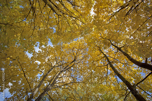 Nature autumn leaves  rivers and blue sky