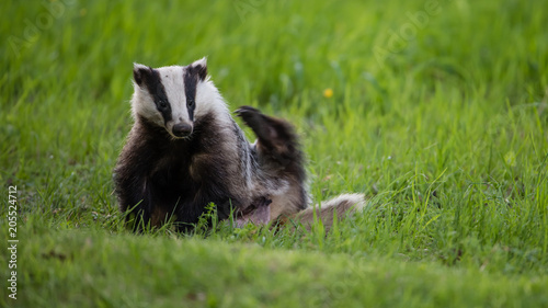 Badger scratching his back