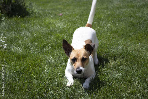 Jack Russell terrier  © Hristina