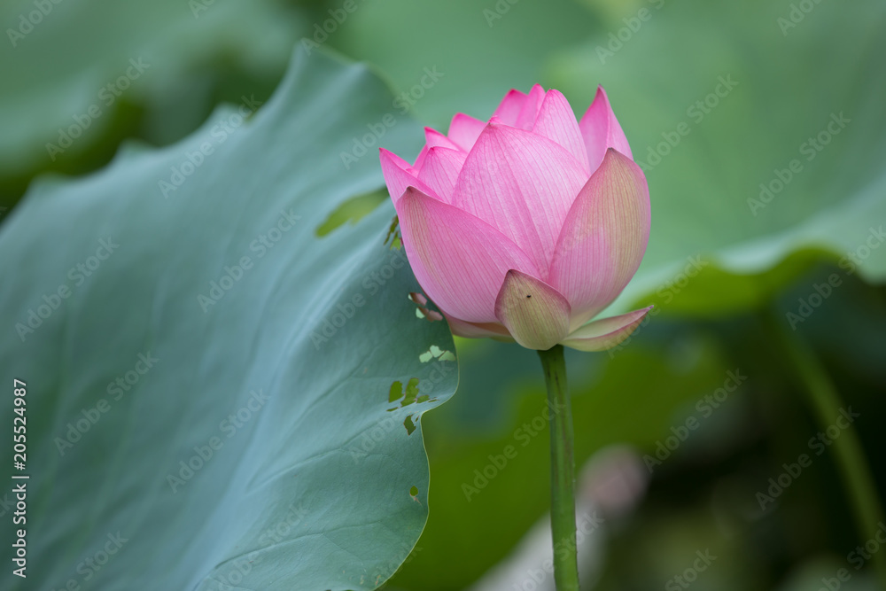 Beautiful pink lotus flower with green leaves in pond Beautiful pink lotus flower with green leaves in pond