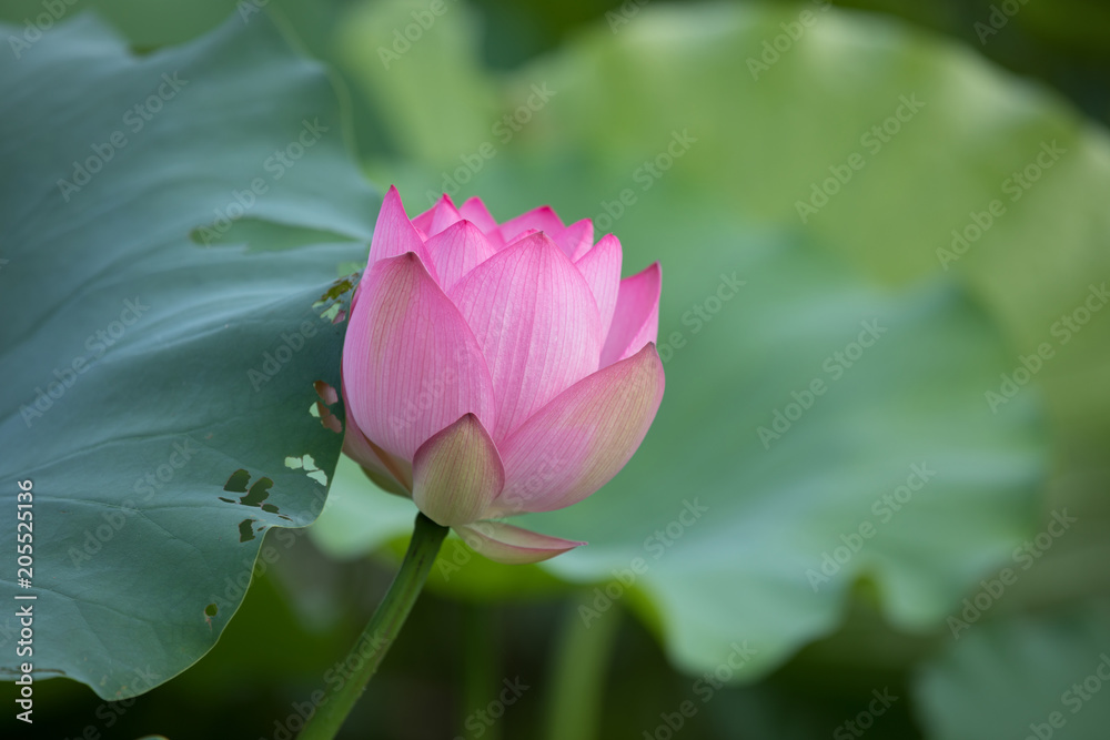 Beautiful pink lotus flower with green leaves in pond Beautiful pink lotus flower with green leaves in pond