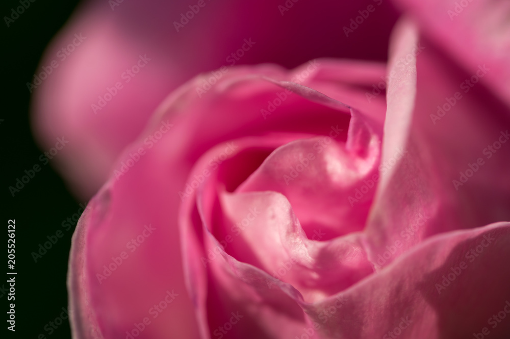 Obraz premium Bud of a gentle pink rose. A gentle romantic holiday card