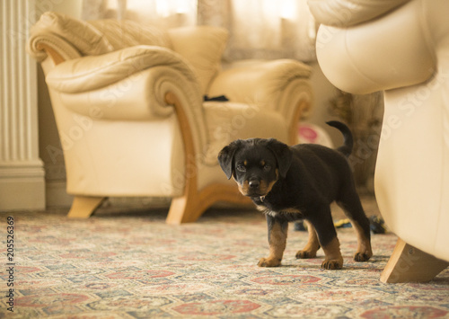 Rottweiler Puppy