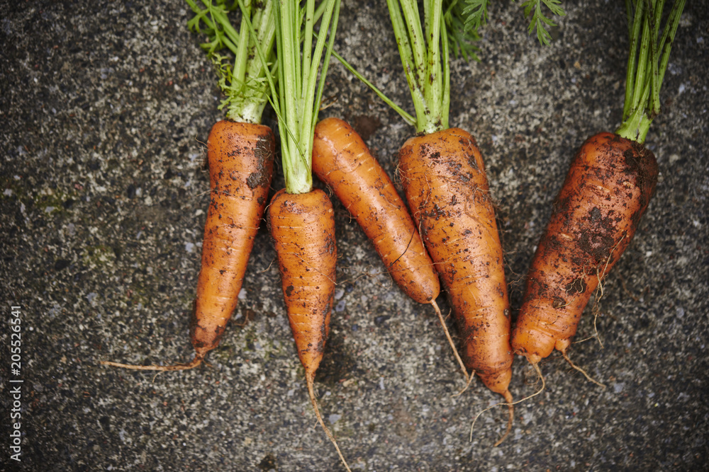 Carrot with mud Carrot with mud
