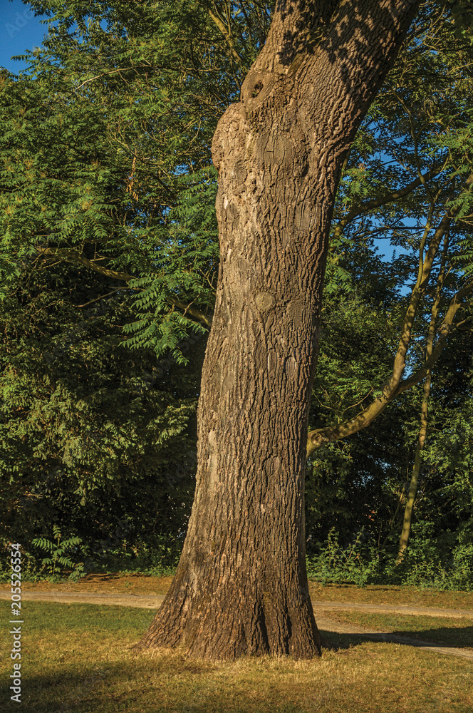 Leafy tree trunk and lawn in a park at sunset in Tielt. Charming and quiet village in the countryside, near Ghent and surrounded by agricultural fields. Western Belgium. Leafy tree trunk and lawn in a park at sunset in Tielt. Charming and quiet village in the countryside, near Ghent and surrounded by agricultural fields. Western Belgium.