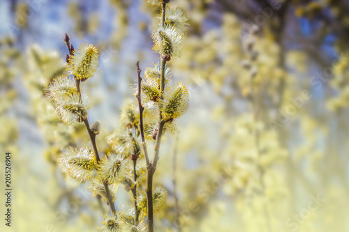 Yellow blooming willow tree branches in early spring