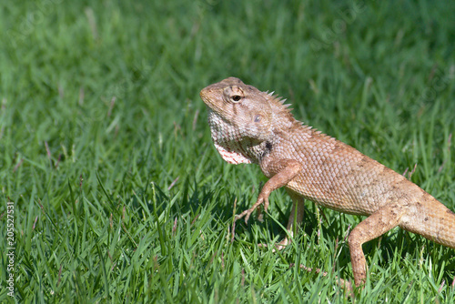  lizard in the grass © Jennifer