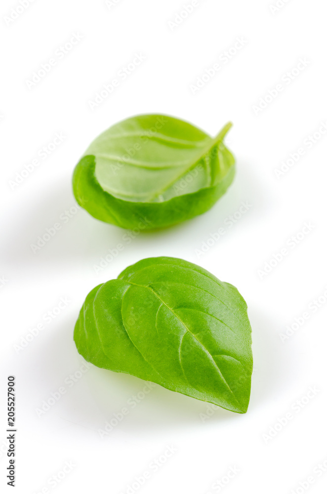 Obraz premium fresh basil leaves