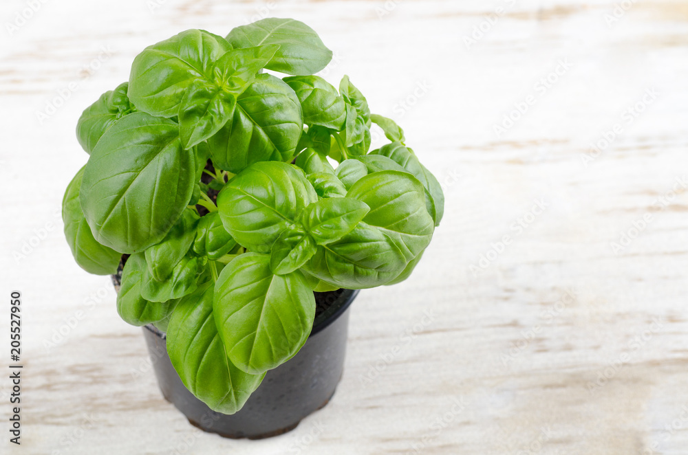 Fototapeta premium fresh basil leaves