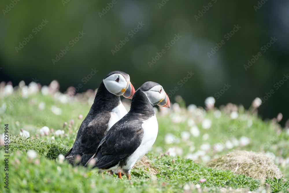 puffins (fratercula artica), in skomer island, wales uk puffins (fratercula artica), in skomer island, wales uk