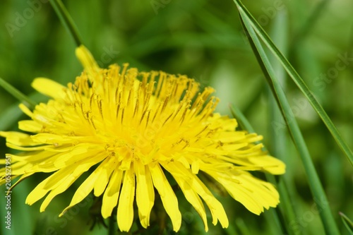 Fototapeta Naklejka Na Ścianę i Meble -  Beautiful yellow dandelions with green leaves. Spring