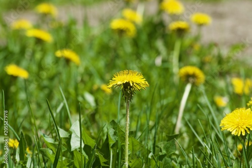 Beautiful yellow dandelions with green leaves. Spring