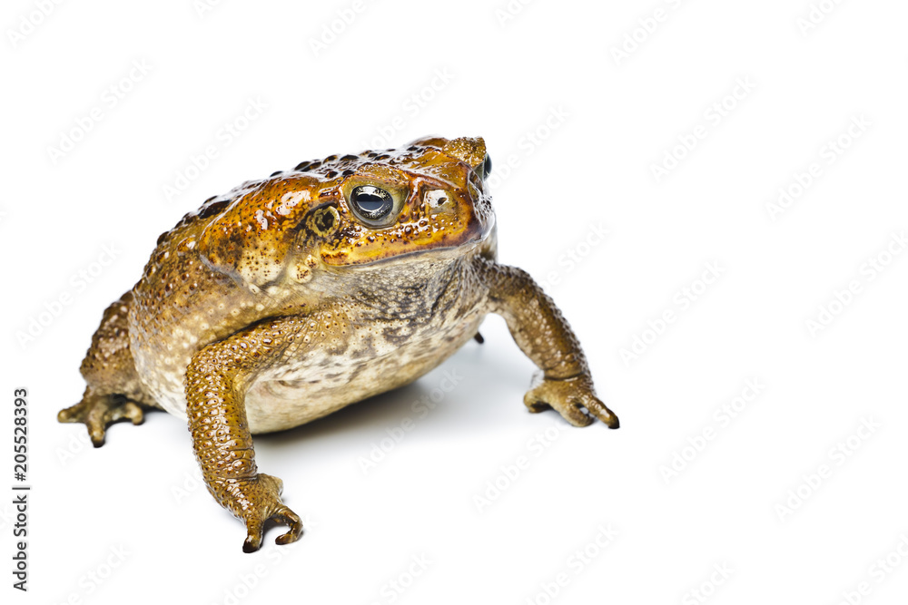 Fototapeta premium Toad aga. Rhinella marina.