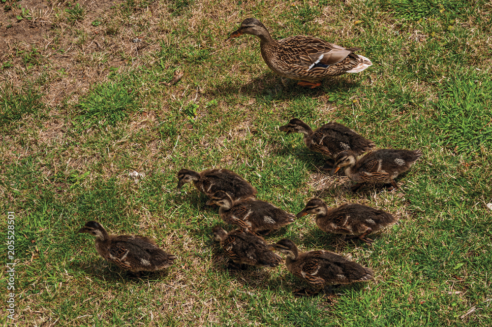 Duck with ducklings on the lawn in front of Gravensteen Castle in Ghent. In addition to intense cultural life, the city is full of Gothic buildings and Flemish style architecture. Northern Belgium. Duck with ducklings on the lawn in front of Gravensteen Castle in Ghent. In addition to intense cultural life, the city is full of Gothic buildings and Flemish style architecture. Northern Belgium.