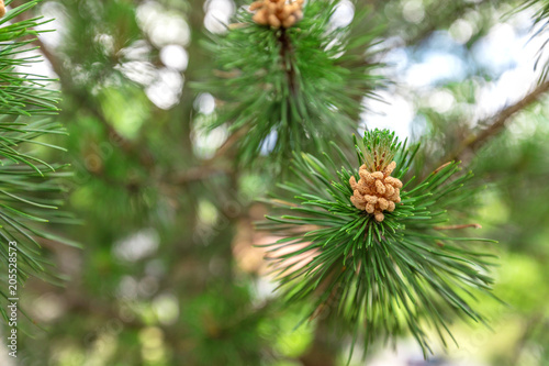 Background of Christmas tree branches. Conifer tree