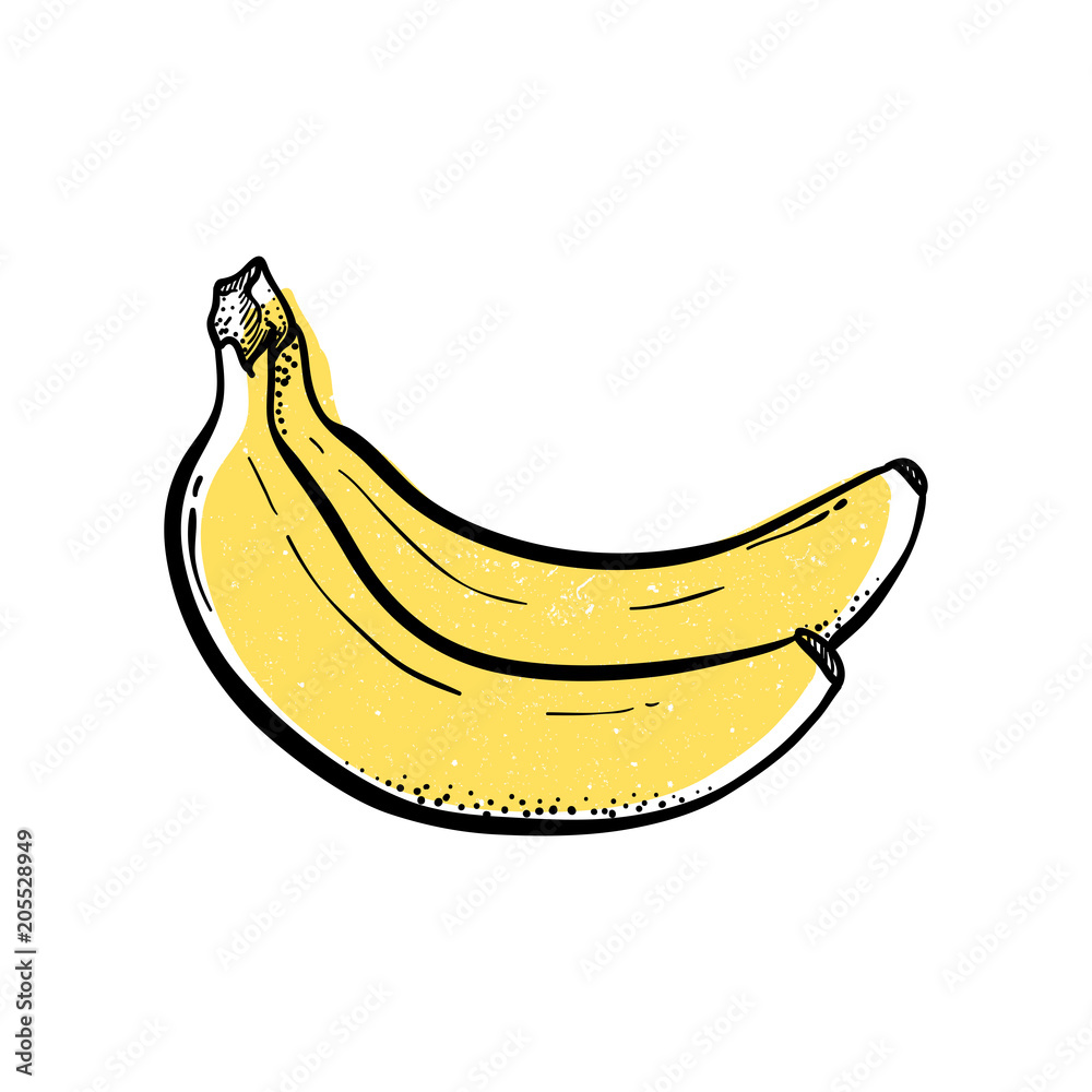 2 Bananas Detailed Hand drawn Vector Illustration Yellow Fruit