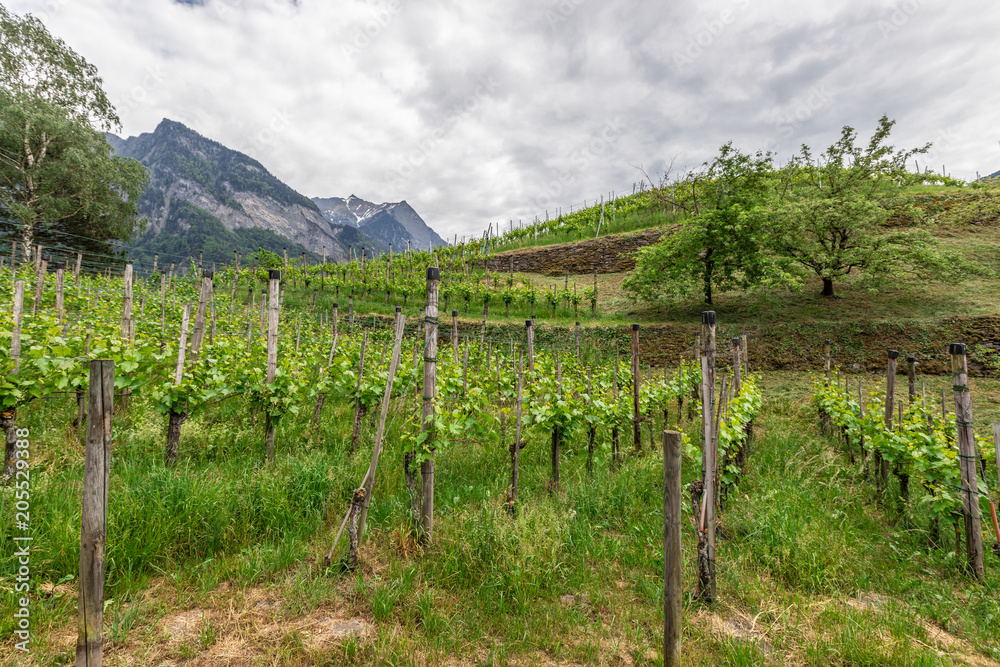 Vineyard in Liechtenstein. Background with Alps