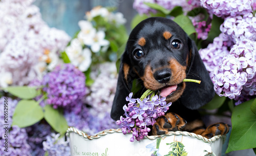 Canvas Print portrait of a beautiful puppy breed of dachshund