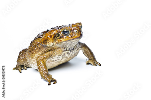 Toad aga. Rhinella marina.