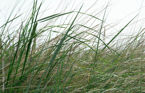 Long coastal grass natural background