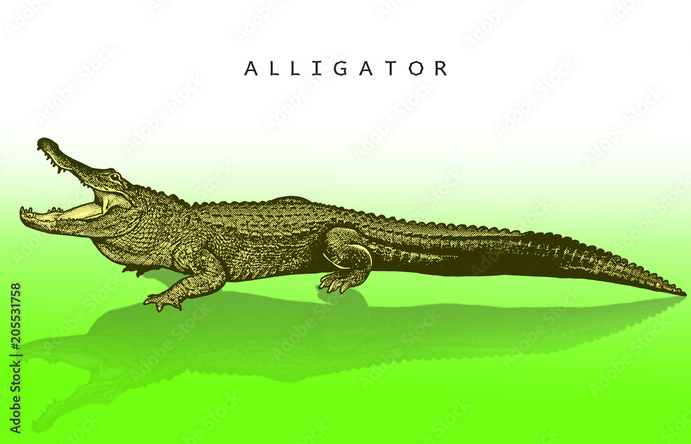 Fototapeta premium American alligator - illustration in engraving style. A bright image of a crocodile reptile, a crocodile with an open mouth, a side view.
