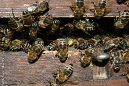 Honigbienen, Honey bees, Apis melifera am Bienenstock, Beute, beehive photo