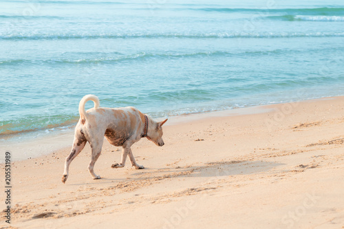 A dog with light brown hair running on the beach. The blue sea is beautiful and copy space.