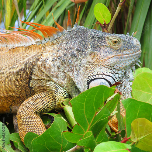 Iguana in nature habitat  Latin - Iguana iguana . Close-up image of large herbivorous lizard sitting on a tropical jungle tree with green leafs in the Fort Lauderdale area  Florida  USA.