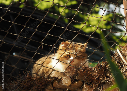 Homeless cat behind the bars photo