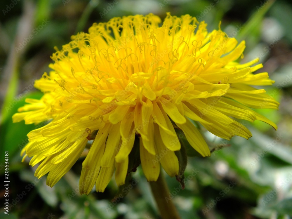 Flower Flower