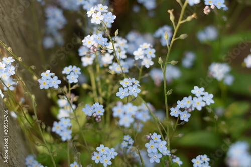 Beautiful photo of some forget-me-nots