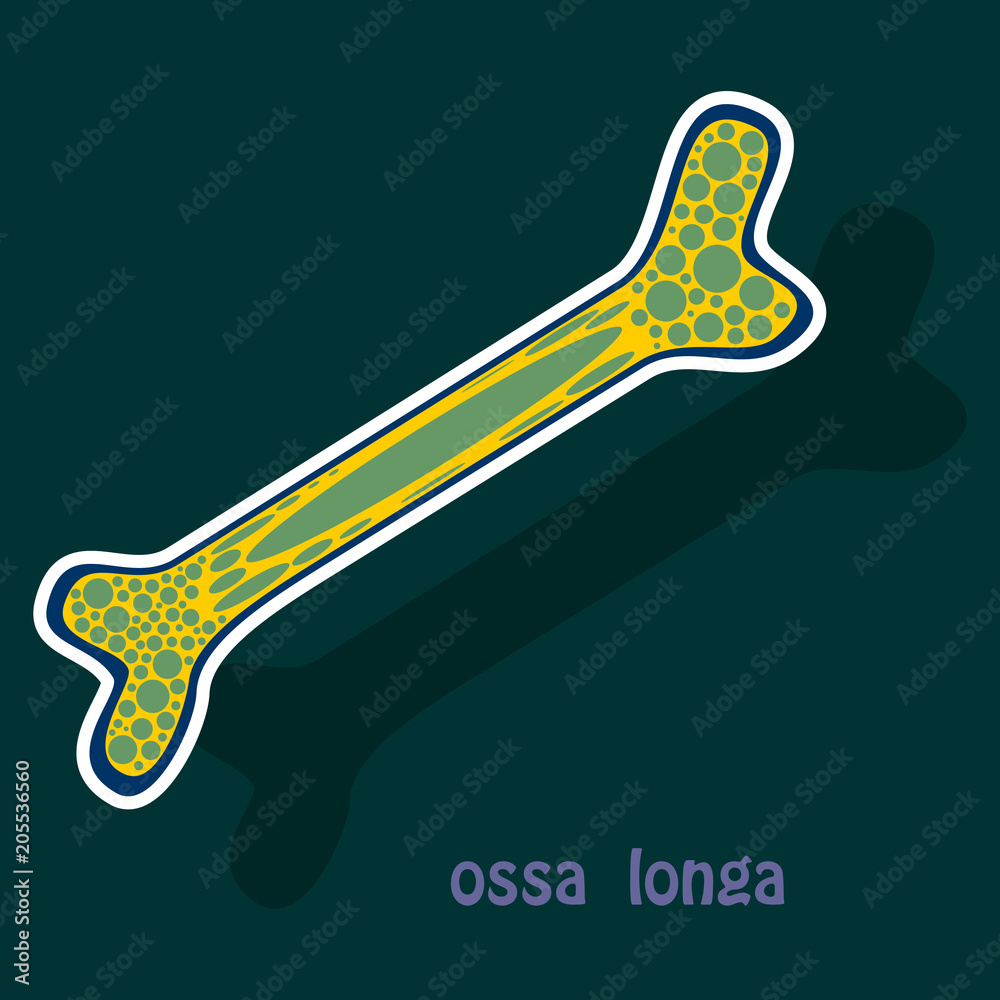 Vetor de Sticker anatomy of the Long Bone. Periosteum, endosteum, bone