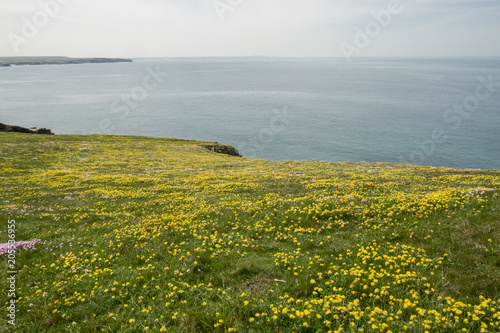 Yellow wild flowers on coastal walk Treyarnon Bay Cornwall