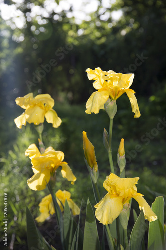 Fototapeta Naklejka Na Ścianę i Meble -  Iris flower, macro, close-up
